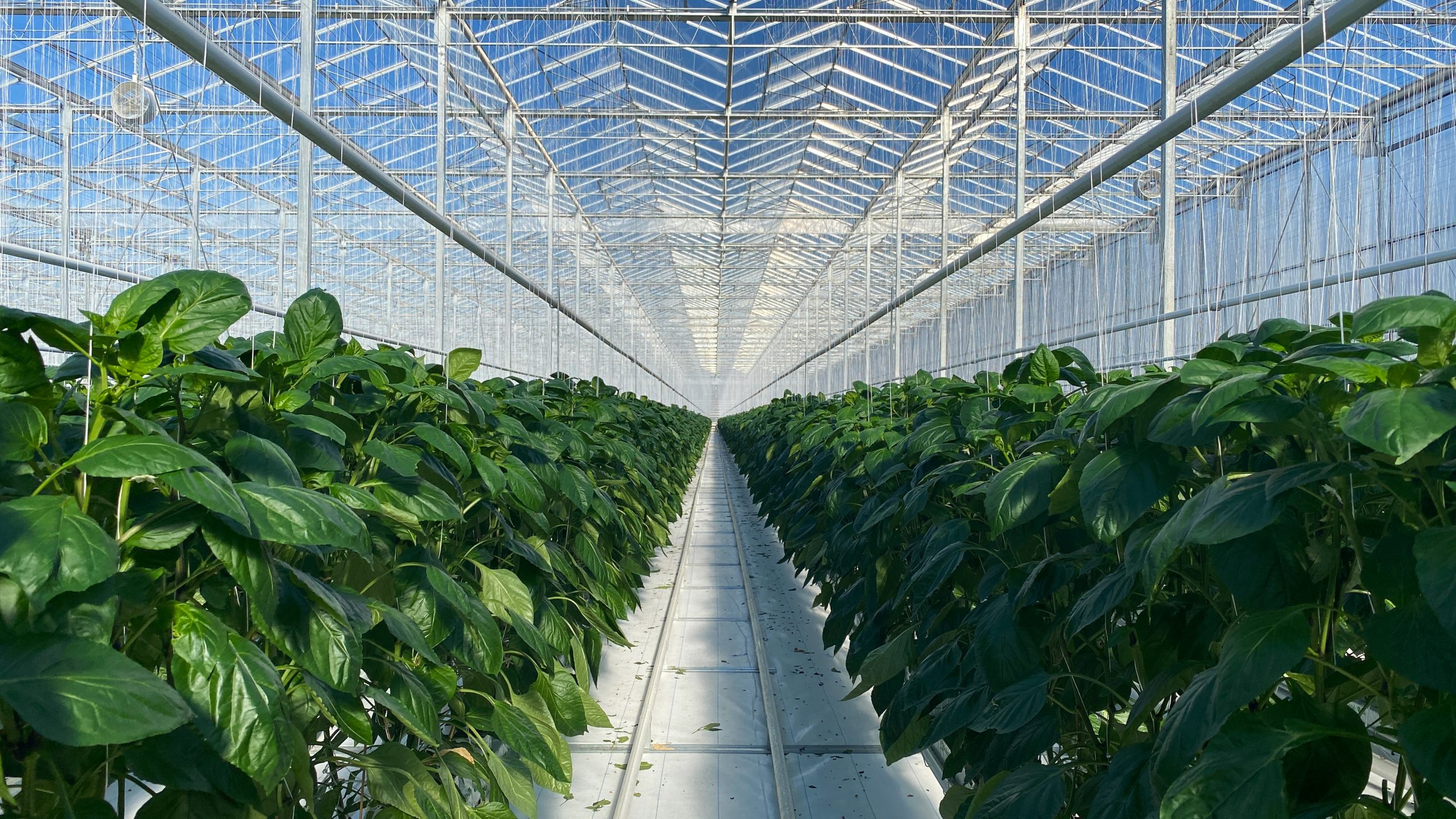 (05)