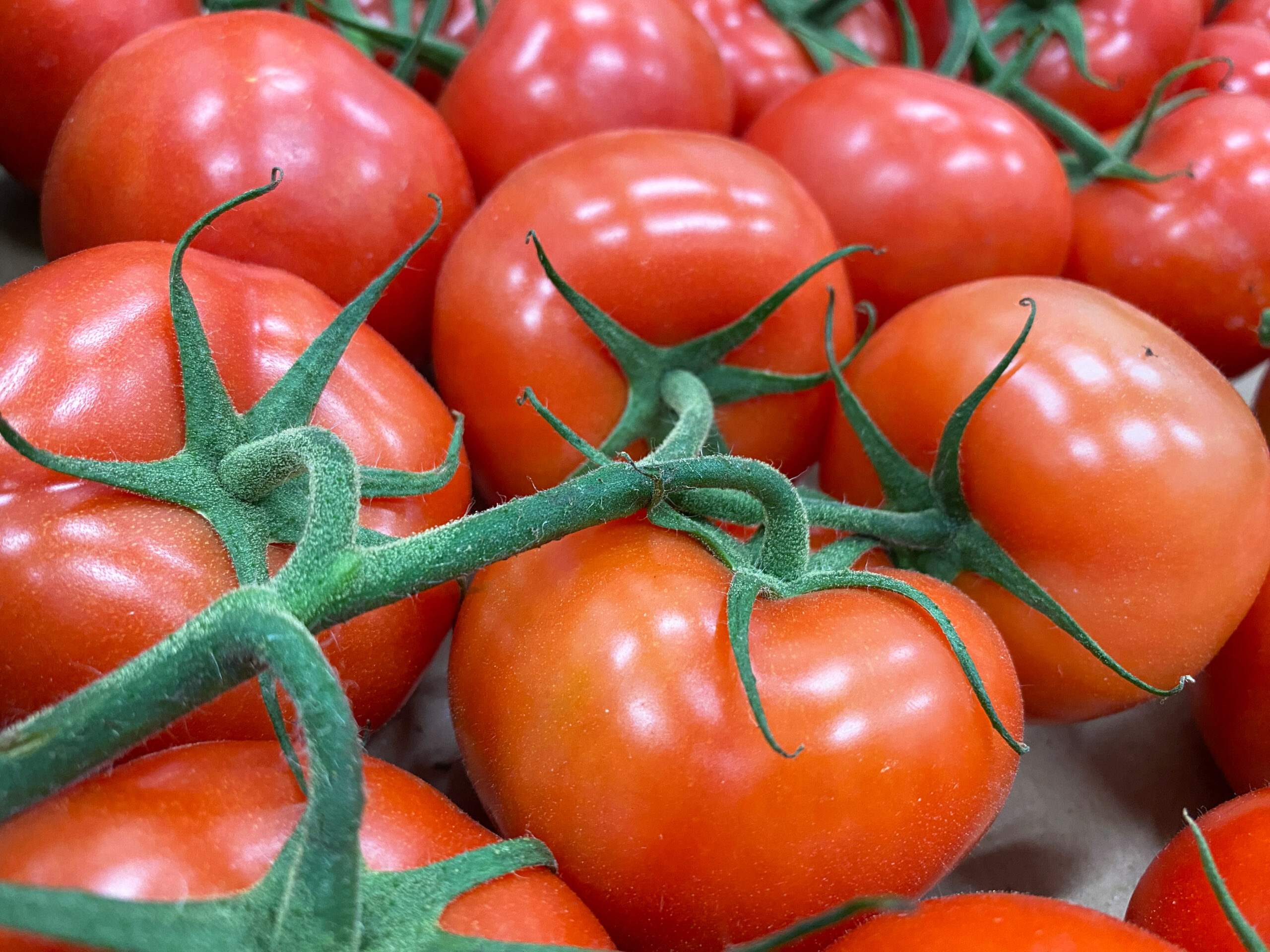 Tomatoes being tested in our harvest lab