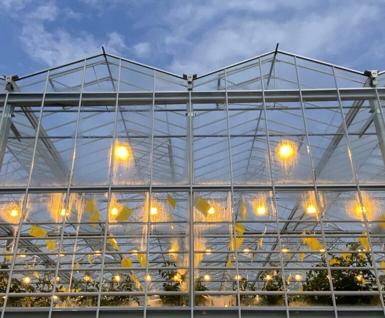 Greenhouse Lights