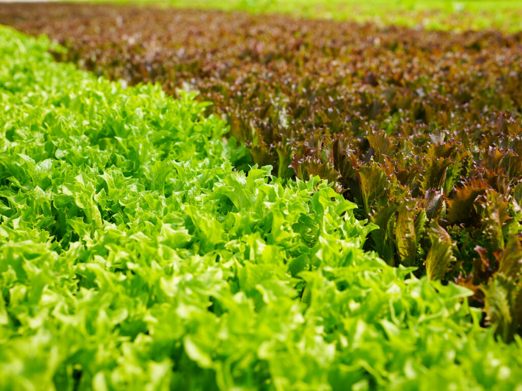 automated lettuce greenhouse production